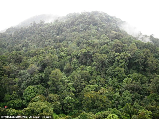 Above, an example of Indian evergreen forests in the region near where the new gecko species was found. This mist-shrouded forest is located in the Silent Valley National Park, one of the last intact parts of the Southwestern Ghats of India, with its high-altitude evergreen tropical forests.