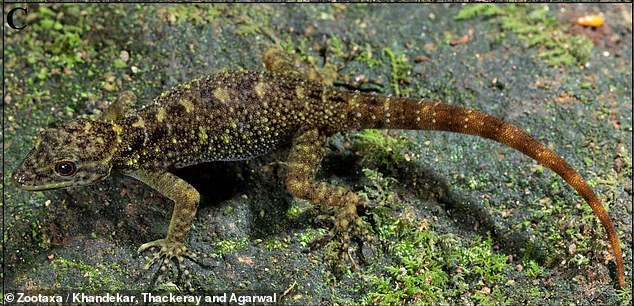 The female Valparai dwarf specimen appeared to be generally 