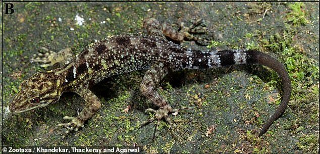 A male specimen of the Valparai dwarf gecko (pictured above) had a dull brown section of tail where the appendage had been cut off and regenerated.