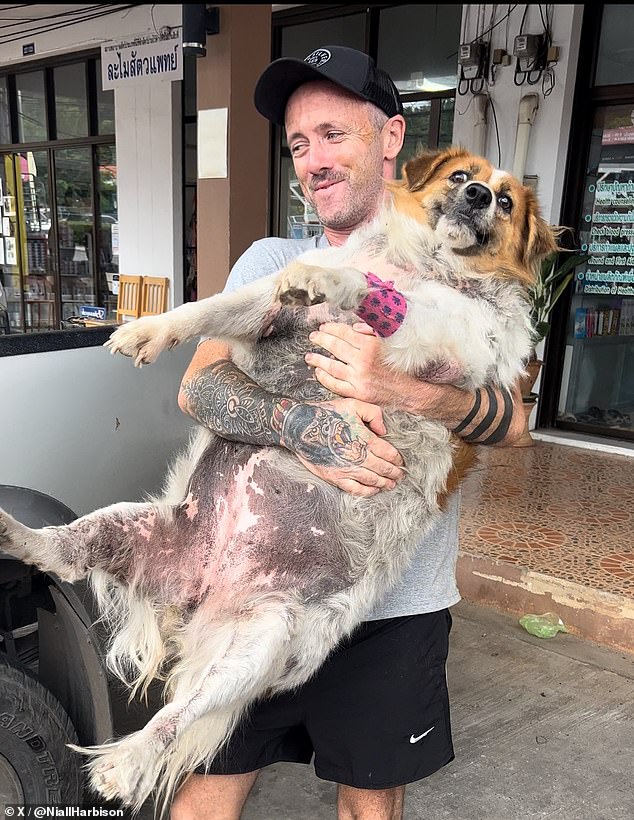 Niall Harbison, the owner of Happy Doggo, found a 100-pound shepherd named Cindy Crawford in the middle of a street in Thailand a year ago.