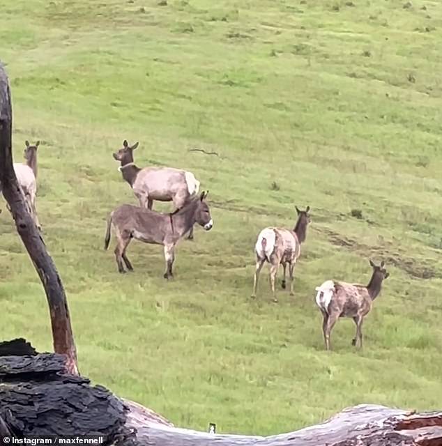 Fennell said Diesel seemed like the alpha male of the pack, as the other animals seemed to move like him and follow him.