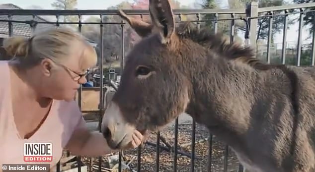 Terri Drewry lost her favorite donkey, Diesel, five years ago after he ran away while on a hike when he was startled by a mountain lion.