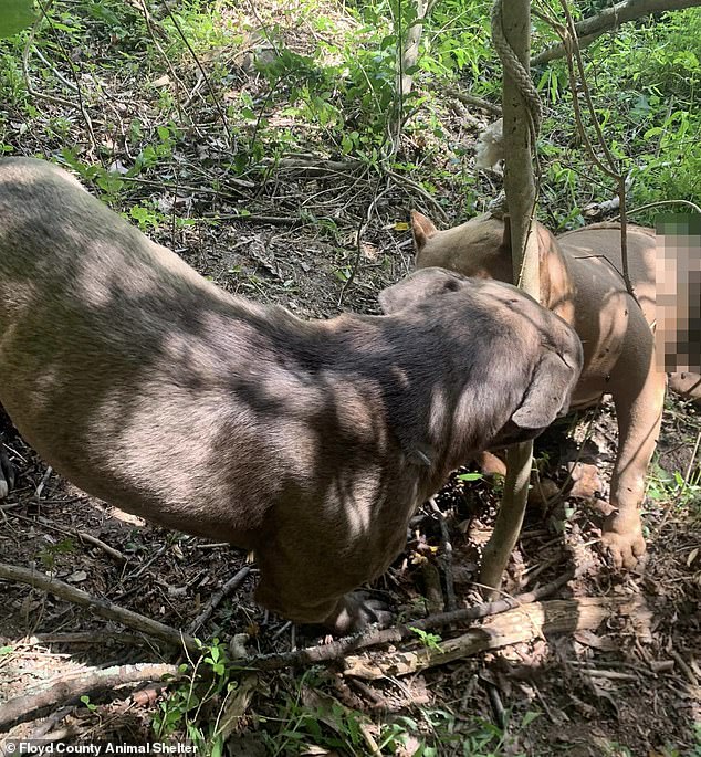 The poor puppy led the shelter workers to his friend, who had been dead for days after being tied tightly to a tree.