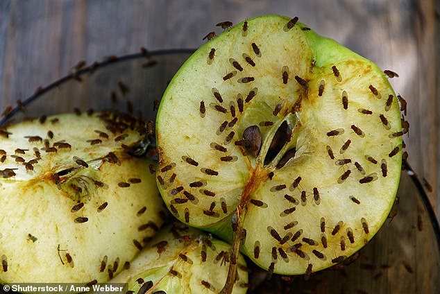 Fruit flies are common in dirty kitchens and can carry salmonella, E. coli, and listeria, three germs that can cause food poisoning or put someone in the hospital.