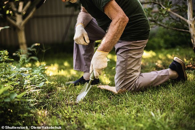 Doctors recommend wearing knee pads while kneeling to protect your joints.