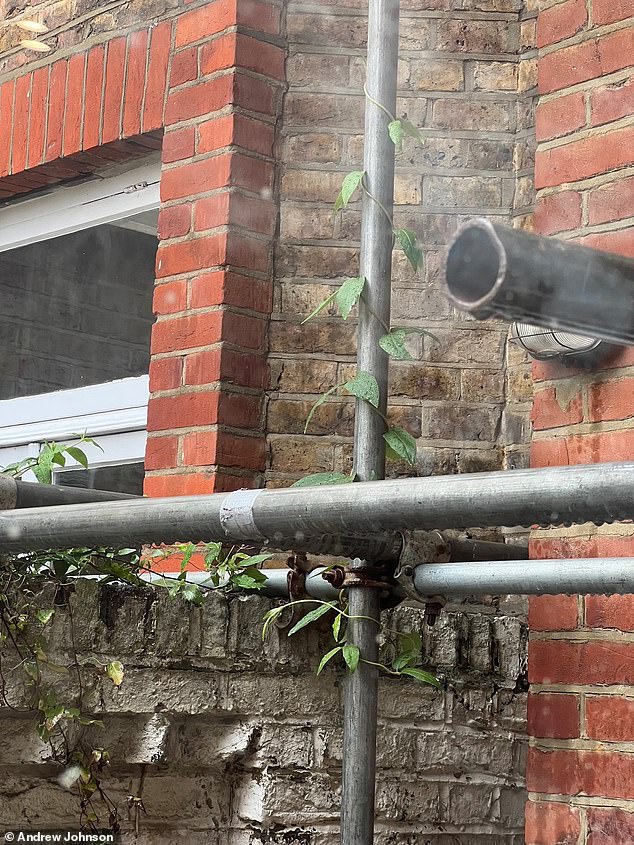 Long-standing fixture: The scaffolding outside was there for so long that plants grew on it