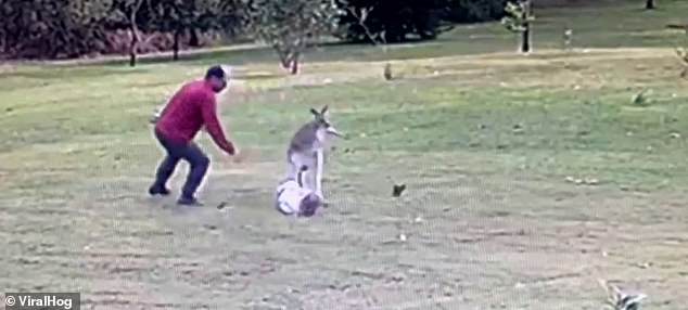 The little boy's father came to the rescue and threw an object at the marsupial.