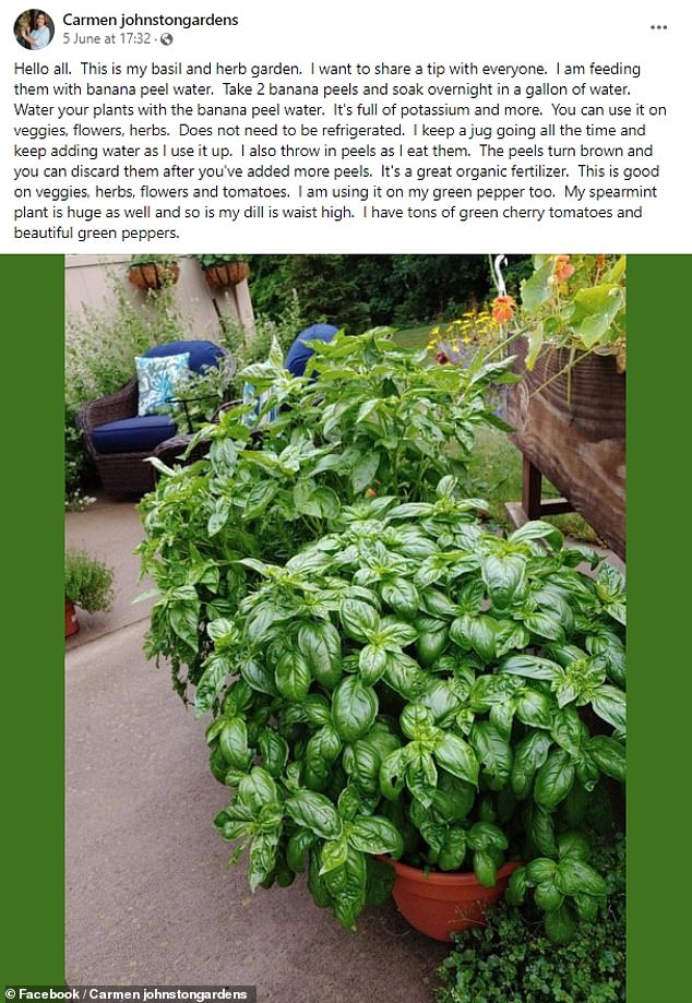 Carmen recently shared her unique gardening trick on social media, highlighting its effectiveness in boosting the growth of herbs, flowers, vegetables, and tomatoes.