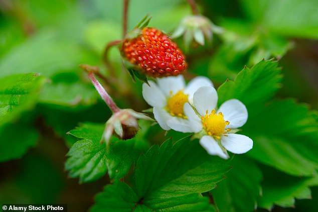 Wild Strawberries Can 'Learn' to Associate Light with Patches of Nutrients