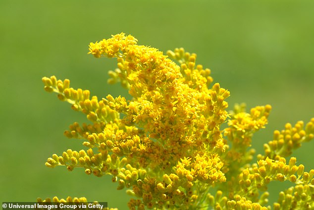 A recent study at Cornell University found that goldenrods emit a chemical when beetles eat them, tricking the insects into thinking they are damaged and a poor food source; then nearby goldenrods do the same.