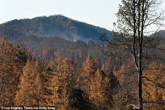 Big Basin Redwoods State Park was hit by a wildfire in August that burned about 97 percent of the park's 18,224 acres.