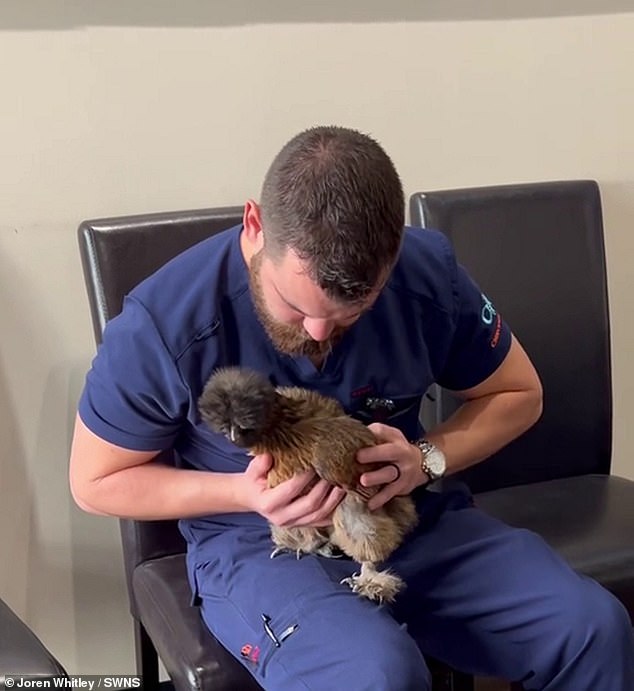 Joren even does his chiropractic work with chickens and smaller pets.