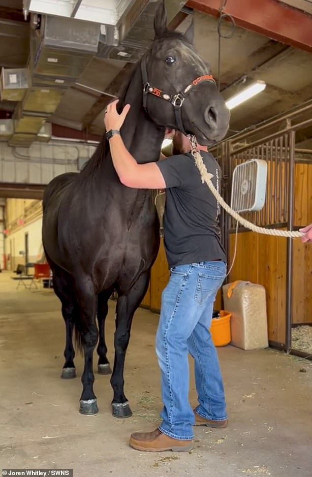 After four years of combined study, Joren graduated from chiropractic school and received his license to practice human and animal chiropractic.