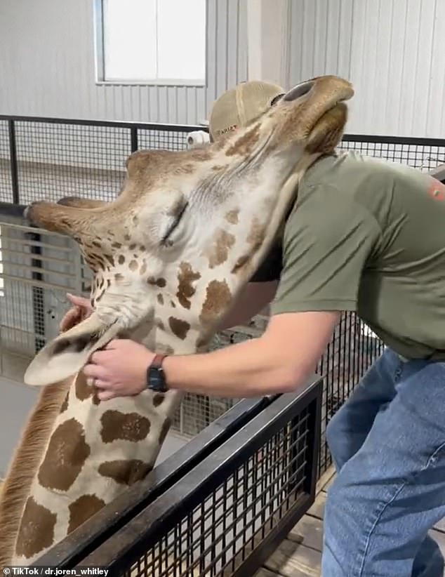 If he is called to work with an animal he has not treated before, Joren returns after treating it to check its well-being.