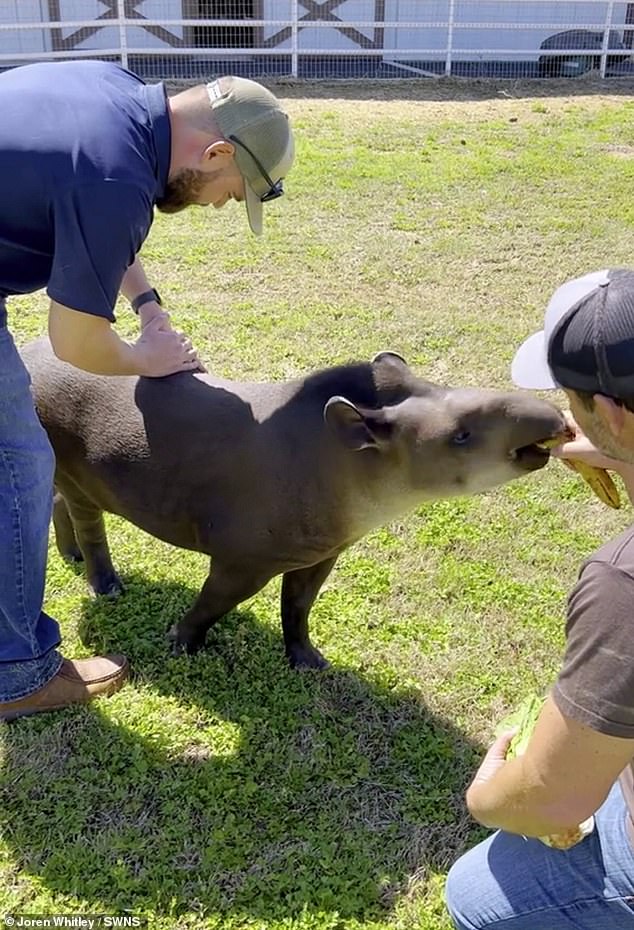 Joren pictured performing his chiropractic work on a tapir at a zoo