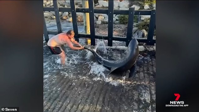 1719207960 188 The camera captures an Australian father fighting a huge shark