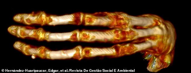 The width of the bones in the palm of the wrist and the base parts of the three fingers had a smooth and uniform transition, which, according to the team, makes the hands appear as wide as a human's, but twenty centimeters longer.