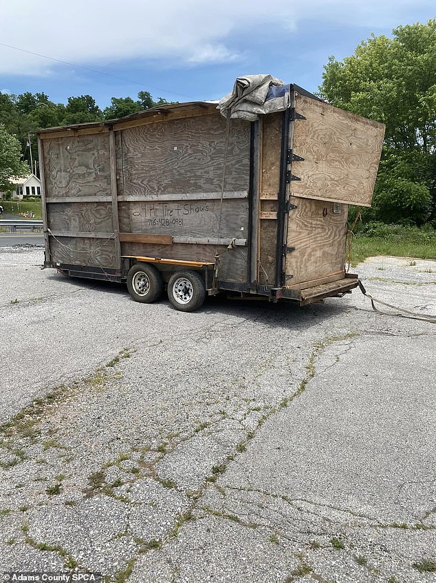 Pictured: The makeshift trailer that was attached to the school bus, where the bull and pony were found.