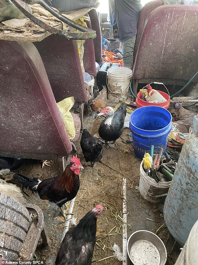 The SPCA said the chickens were used to feed the dogs on the school bus.