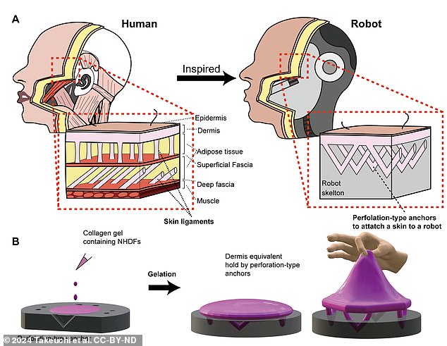 The designed skin tissue and the way it adheres to the complex underlying structure of the robot features were inspired by the skin ligaments of human tissues.