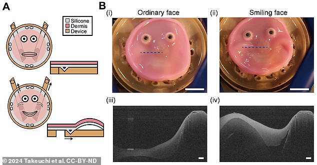 A creepy new video shows the strange pink creation attempting a cheesy smile. The silicone layer is pulled from the corners of the mouth using external mechanical actuators.