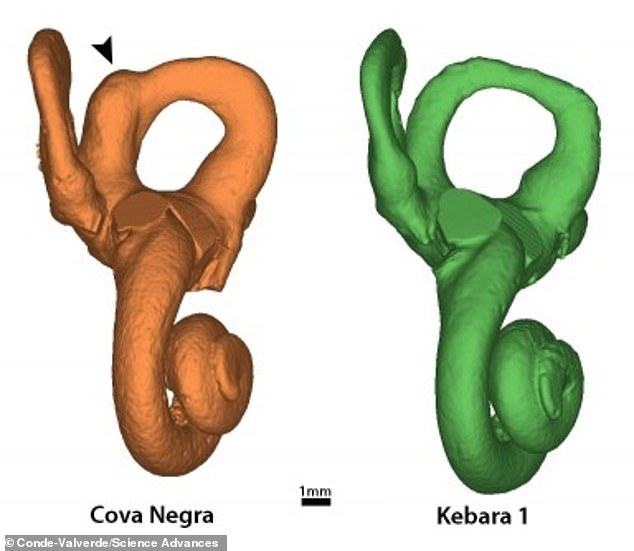 The digital scan of CN-46700 showed an abnormally reduced volume in the cochlea, compared to the fossil of Kebara 1, a Neanderthal without the abnormalities.