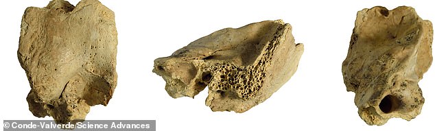 Temporal bone fossil CN-46700 is shown in the photo. The left shows the posterior view, the middle image is the medial view, and the right shows the anterior view.