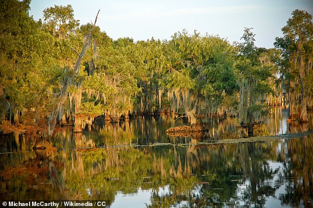 Bienville Paris has over 12,000 residents and is filled with abundant forests and bodies of water for anyone looking for an alternative way of life.