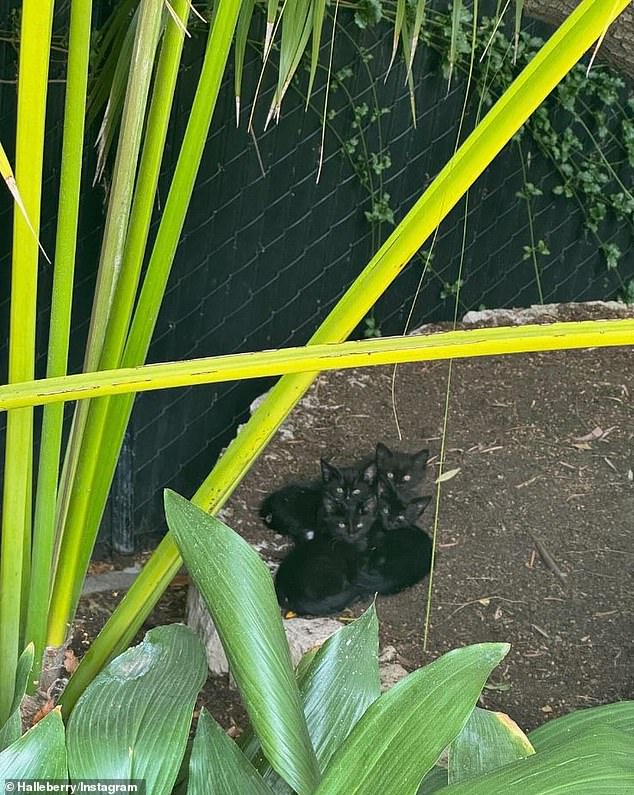 She shared a photo of the litter, snuggled up in her backyard.