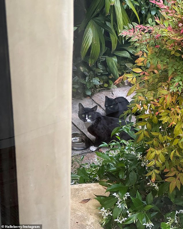 The images also appeared to include the matriarch, who was photographed stopping next to a container of water that had been left outside for her.