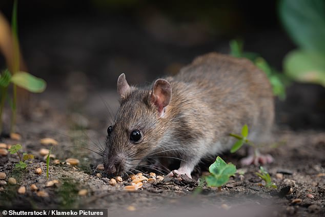 Pest control was called after vermin began nesting on the floor of the EastEnders prop room at the BBC Elstree Center in Hertfordshire (pictured)