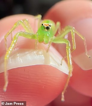 The Starbucks barista used to be scared of them, but now she loves spending time with these creepy crawlies.