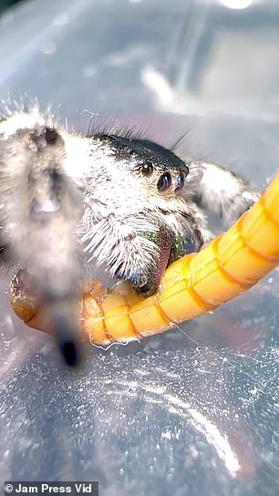 Hayden's spiders can live up to three years and will have between 10 and 11 molts throughout their life.