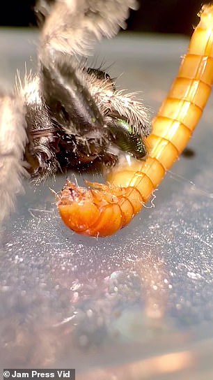 Hayden's spiders can live up to three years and will have between 10 and 11 molts throughout their lives.