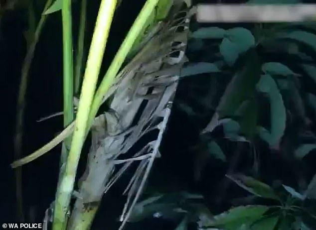 The officer ran through the quiet suburb and jumped over a fence and a dense bush (pictured) into a backyard, where he found a man holding what appeared to be a gun.