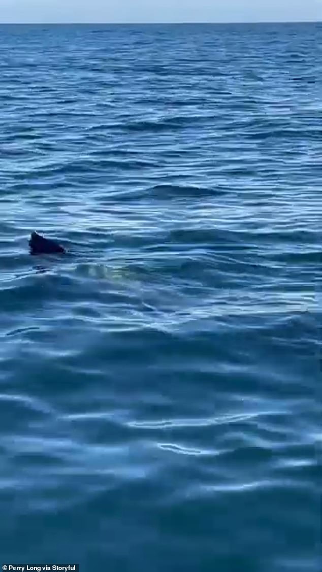 The couple captured a video showing a close-up of one of the sharks that a frightened Carmel assumed was a whale.