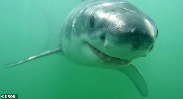 Earlier this month, three people were injured in shark attacks in Walton County, all on beaches located on the west coast of the Sunshine State. Pictured is a great white shark not linked to any of those attacks, two of which left people in critical condition.