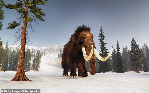 Scientists now believe that the mammoths died from a random event, such as a bird flu or a storm, and not from inbreeding as previously thought.