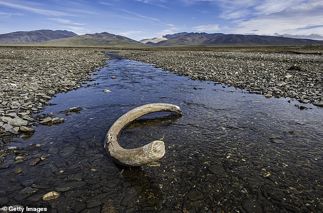 The tusk of an extinct woolly mammoth. It is about 4,000 years old and was found on Wrangel Island.