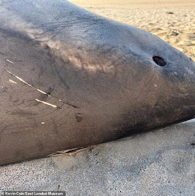 After a carcass was discovered on May 28, scientists determined that the shark had been killed by an orca due to tooth marks on its head and an even more telling clue: It was missing a liver.