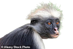 Above: a red colobus monkey, unique to Zanzibar.