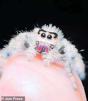 The Starbucks barista used to be afraid of them, but now she loves spending time with these creepy crawlies.