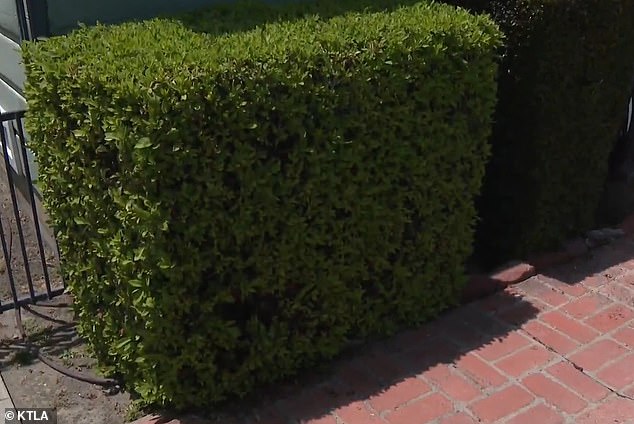 A similar hidden camera was found in a bush outside a home on S. Primrose Avenue Monday night, following an attempted burglary at the residence.