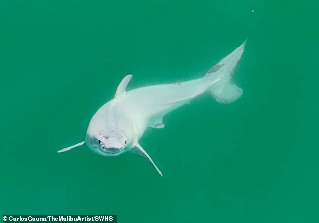 A newborn great white shark believed to be only a few hours old was filmed off the coast of Santa Barbara, California in 2023.