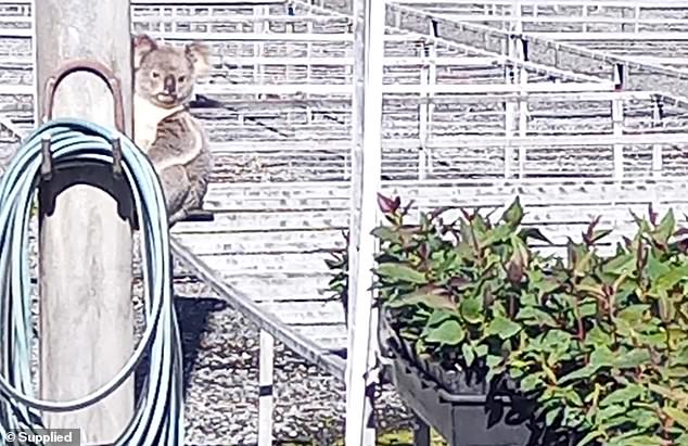 The koala Claude appears in the photo with his eye on some seedlings he took without permission