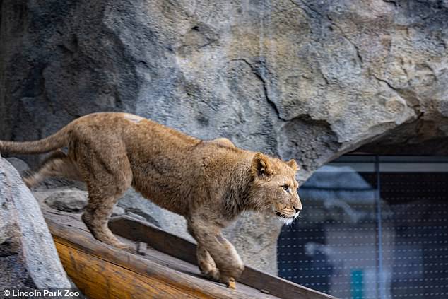 The cub at Chicago's Lincoln Park Zoo had serious mobility problems since birth