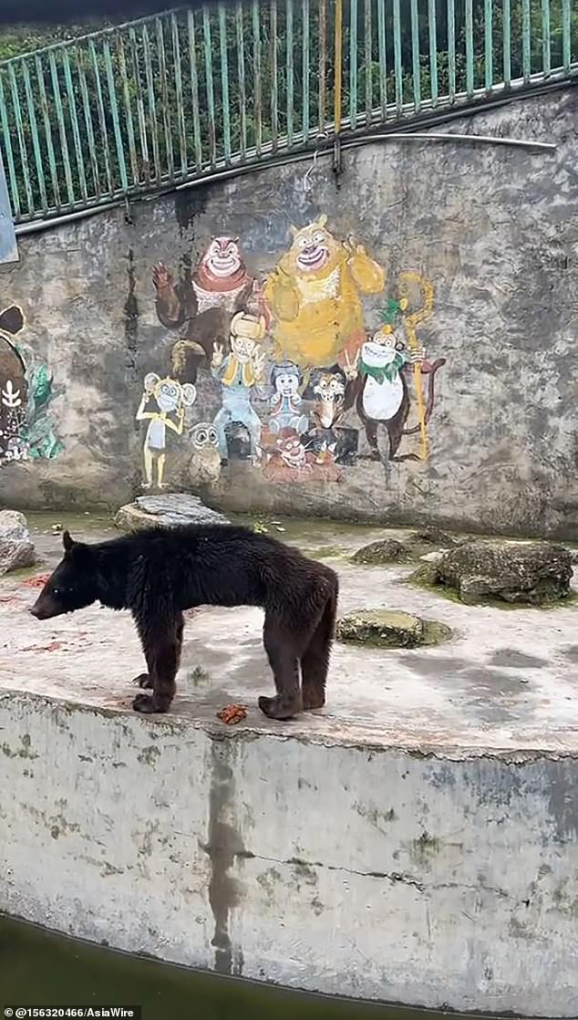 The visitor claimed he spoke to the zookeeper and was told that the lack of tourists meant the owner could barely afford to feed the animals.