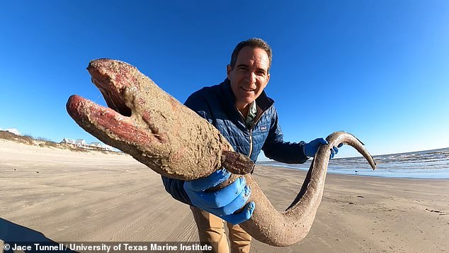 Last year, Jace Tunnell of the University of Texas Marine Institute identified what would be an American eel much closer to its maximum size of five feet for his #Beachcombing series. This specimen, either a king snake eel or an American eel, was found in the Gulf of Mexico.