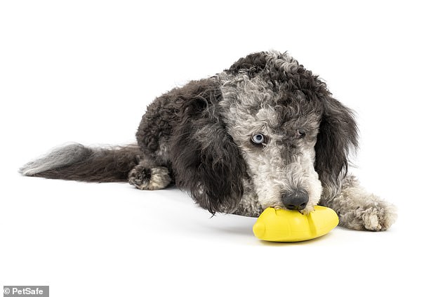 PetSafe's Rob Steele reminded owners to make sure they always have a bowl of water in a visible and accessible location so dogs can dip into it when they need to.