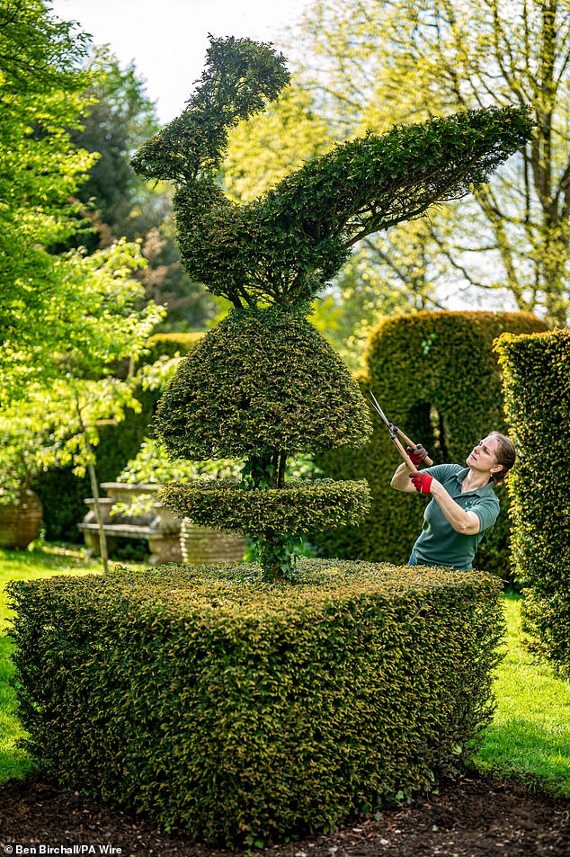 A gardener tends to a beautiful topiary design in Highgrove last month ahead of World Topiary Day